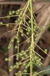 Dwarf palmetto